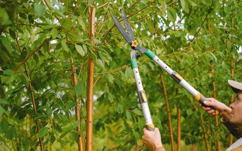 Tree trimming in Mohler, WA