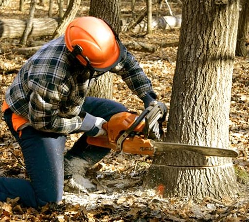Tree Removal in Mohler, WA